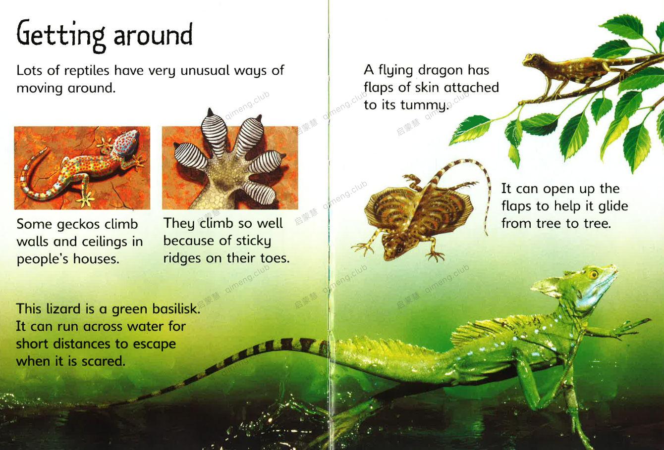 尤斯伯恩初探自然 《Usborne Beginners Nature》儿童科普入门书籍 6-12岁 10册PDF